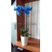 Блакитна орхідея 2 квітконоси в горщику LECHUZA